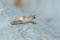 Crocidosema plebejana
