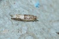 Crocidosema plebejana