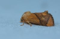 Apoda limacodes