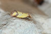 Agapeta zoegana