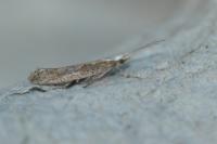 Plutella xylostella