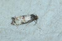 Neocochylis dubitana