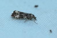 Endothenia