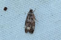 Endothenia