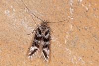 Prolita sexpunctella