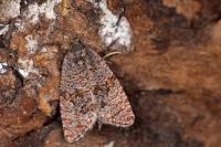Stictea mygindiana