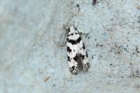 Pseudotelphusa scalella