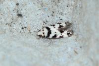 Pseudotelphusa scalella
