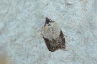 Acleris variegana