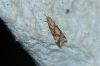 Brachmia blandella