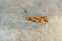 Brachmia blandella