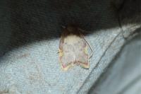 Carcina quercana