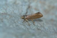 Crassa unitella