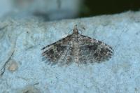 Alucita hexadactyla