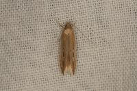 Limnaecia phragmitella
