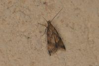 Brachmia blandella