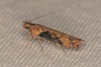 Scrobipalpa costella