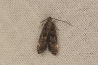 Dichomeris alacella