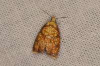 Acleris bergmanniana