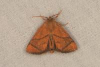 Apoda limacodes