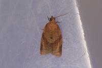 Clepsis consimilana