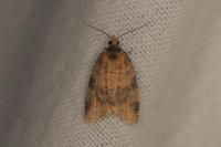 Epagoge grotiana
