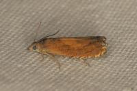 Lathronympha strigana