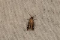 Argolamprotes micella