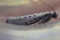 Yponomeuta sedella