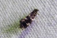 Narycia duplicella