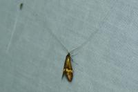 Nemophora degeerella