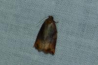Archips podana