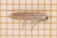 Coleophora discordella