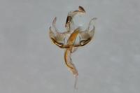 Coleophora discordella