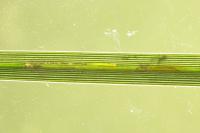 Elachista scirpi