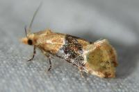Eupoecilia ambiguella