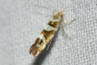 Argyresthia goedartella