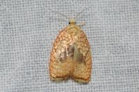 Acleris forsskaleana