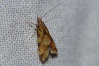 Brachmia blandella