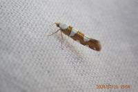 Argyresthia brockeella