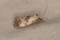 Neocochylis hybridella