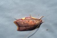 Carcina quercana