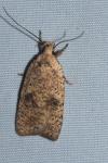 Agonopterix assimilella