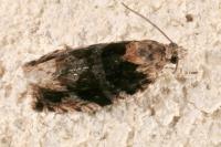 Eudemis profundana