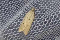 Nothris verbascella