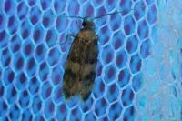 Oegoconia