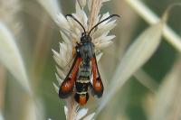 Pyropteron chrysidiforme