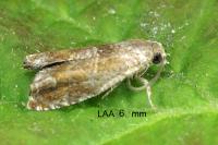 Epinotia tenerana