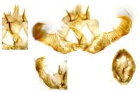 Epinotia tenerana