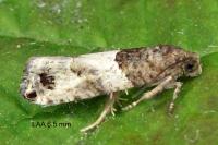 Gypsonoma aceriana